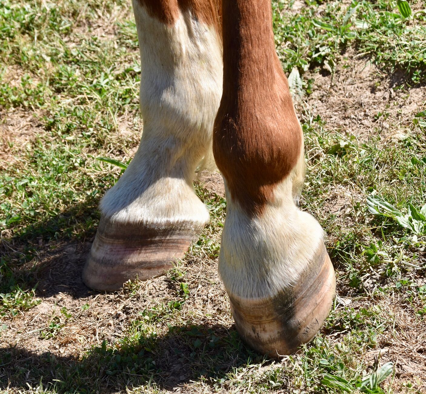 hooves of a horse g40460f088 1920 e1649251555877
